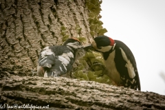 Young Great Spotted Woodpecker Leaving the Nest Adult feeding One Last Time