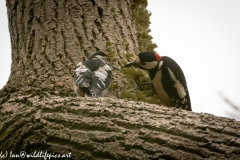 Young Great Spotted Woodpecker Leaving the Nest Adult feeding One Last Time