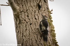 Young Great Spotted Woodpecker Leaving the Nest