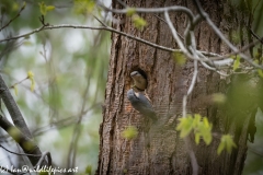 Male and Female Nuthatch Nest