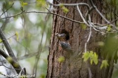 Male and Female Nuthatch Nest