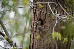 Male and Female Nuthatch Nest
