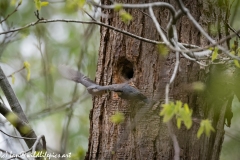 Male and Female Nuthatch Nest