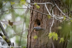 Male and Female Nuthatch Nest