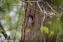 Male and Female Nuthatch Nest