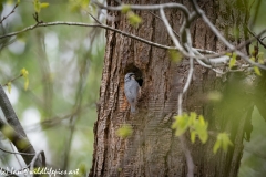 Male and Female Nuthatch Nest