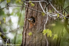 Male and Female Nuthatch Nest