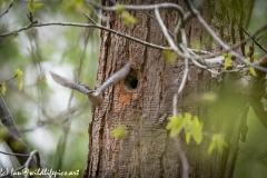 Male and Female Nuthatch Nest