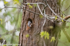 Male and Female Nuthatch Nest