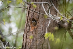 Male and Female Nuthatch Nest