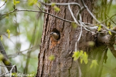 Male and Female Nuthatch Nest