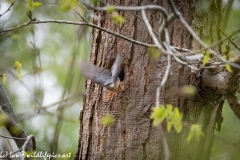 Male and Female Nuthatch Nest