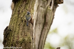 Female Blue Tit with Food for Young