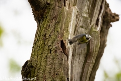 Blue Tits Nest