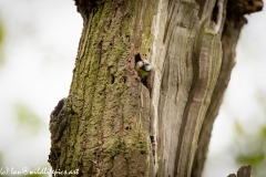 Blue Tits Nest