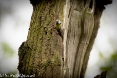 Blue Tits Nest