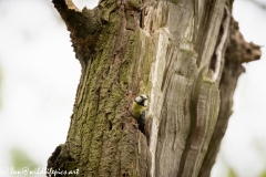 Blue Tits Nest