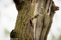 Blue Tits Nest