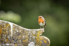 Robin on Gravestone in Church Front View