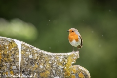 Robin on Gravestone in Church Front View