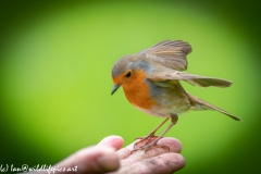 Robin on Friends Hand Bit Blurry as so Close