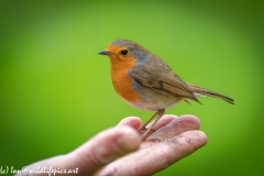 Robin on Friends Hand Bit Blurry as so Close