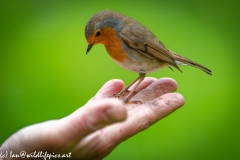 Robin on Friends Hand Bit Blurry as so Close