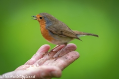 Robin on Friends Hand Bit Blurry as so Close