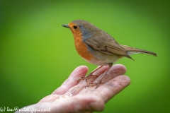 Robin on Friends Hand Bit Blurry as so Close