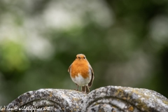 Robin on Gravestone in Church Front View