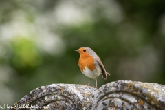 Robin on Gravestone in Church Front View