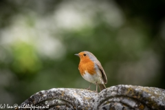 Robin on Gravestone in Church Front View