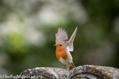 Robin Wings open on Gravestone in Church Front View