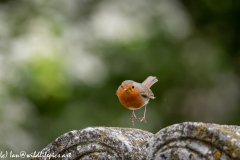 Robin hopping Off Gravestone in Church Front View