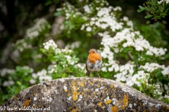 Young Robin on Gravestone in Church Front View