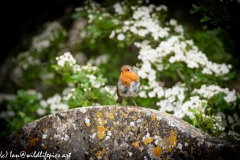 Young Robin on Gravestone in Church Front View