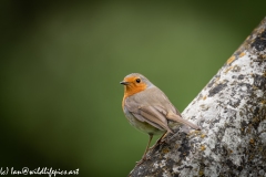 Robin on Gravestone in Church Back View