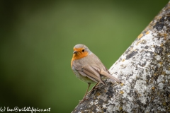 Robin on Gravestone in Church Back View