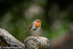 Young Robin on Gravestone in Church Front View