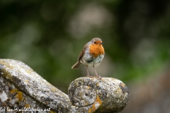 Young Robin on Gravestone in Church Front View