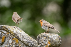 Young and Adult Robin on Gravestone in Church