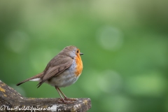 Robin on Gravestone in Church Side View