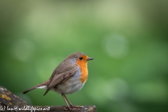 Robin on Gravestone in Church Side View