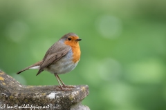 Robin on Gravestone in Church Side View