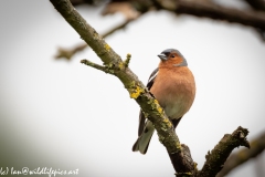 Male Chaffinch on Branch Front View