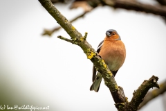 Male Chaffinch on Branch Front View