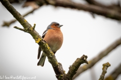 Male Chaffinch on Branch Front View