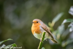 Robin on Branch Side View