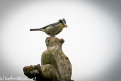 Male Blue Tit with Food on Church Top Side View