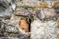 Great Tit Nest